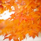 Local FALL FUN Events In October