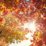 These Bay Area Streets Embody Fall Beauty