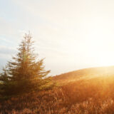 Bay Area Events | December 2025