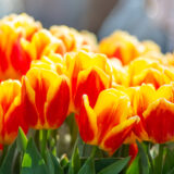 Bay Area Events | March 2026