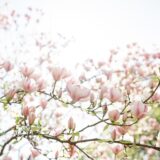 Bloom Into Spring At These 4 Floral Landmarks